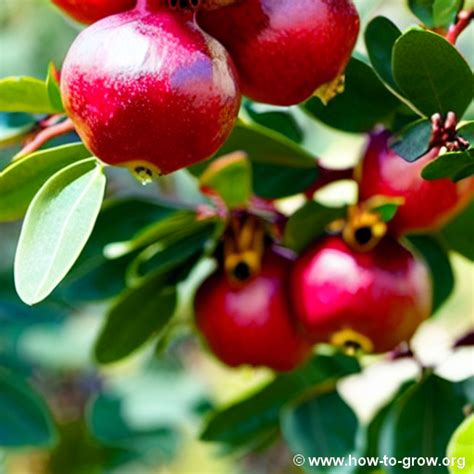 The Top Pomegranate Trees For Successful Colorado Gardening