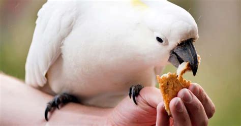 Can Birds Eat Bread Or Is It A Half Baked Idea? - Birdwatching Nation