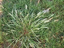 Quackgrass | Hudson, WI Lawn Care Services