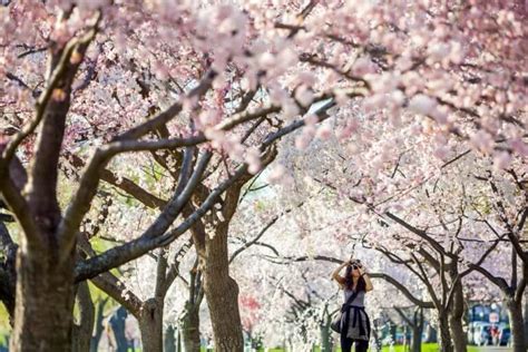 Vancouver’s popular Cherry blossom festival - L'Hermitage Hotel