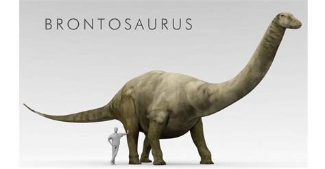 Brachiosaurus vs Brontosaurus: 5 Key Differences Explained - A-Z Animals