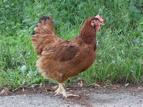 File:Poltava chicken breed female.jpg - Wikipedia