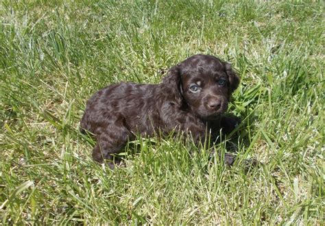 Boykin Spaniel Puppies For Sale | London, KY #349266