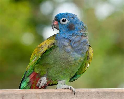 Blue-Headed Parrot - Facts, Diet, Habitat & Pictures on Animalia.bio