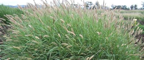 Barenbrug Heritage Seeds // Forage & Pasture > Tropical Grasses