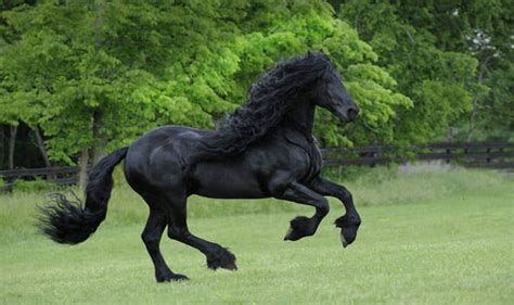 Real-life Black Beauty: Fans go wild for horse with lustrous mane | Nature | News | Express.co.uk