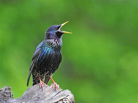 Starling Murmuration: A Complete Guide | Birdfact