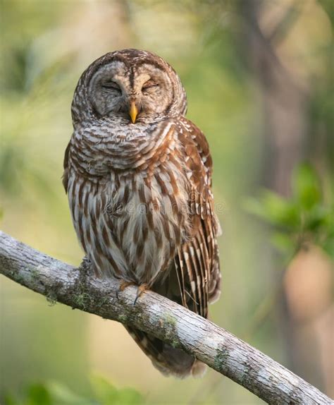 Barred Owl in Florida stock image. Image of hawk, flying - 126719733