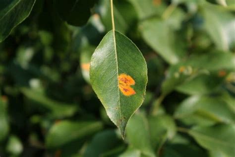 2 Ways To Treat Rust Spots On Indoor Plants » Simplify Plants