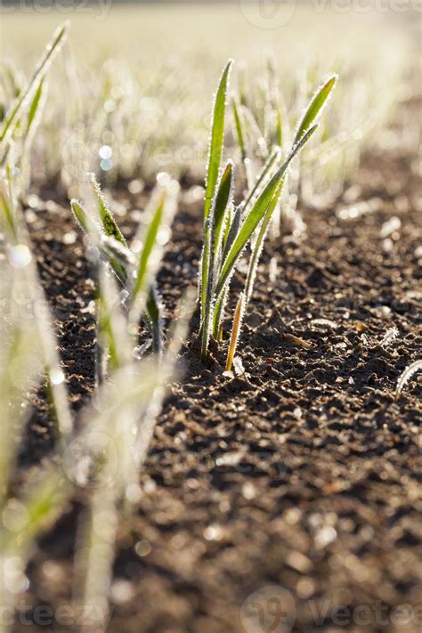 agricultural plants, frost 9661655 Stock Photo at Vecteezy