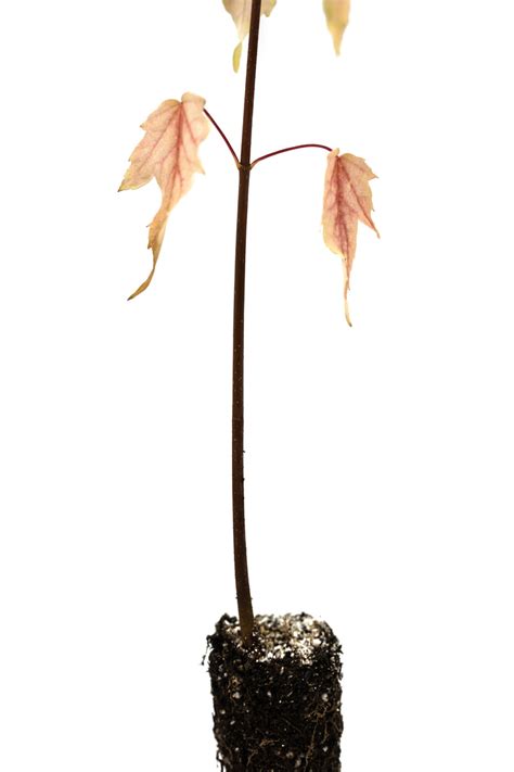 Silver Maple | Small Tree Seedling – The Jonsteen Company