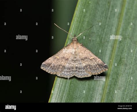 Florida Owlet Moth, male dorsal view (Tetanolita floridana) on a plant ...