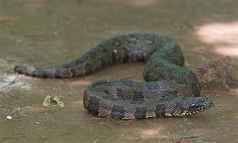 Alabama Snakes You Might See - WATCH OUT!