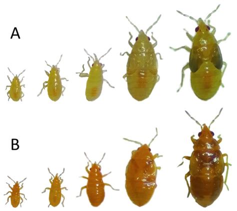 Insects | Free Full-Text | Inheritance and Biological Characterization of an Orange-nymph Mutant ...