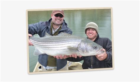 Watauga Lake Fishing Transparent PNG - 538x407 - Free Download on NicePNG
