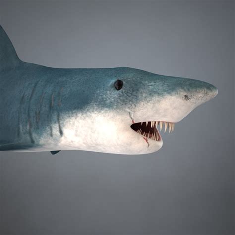 3d shark games normal model