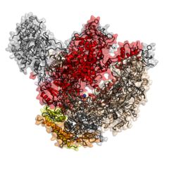 File:Eukaryotic RNA-polymerase II structure 1WCM.png - Wikimedia Commons