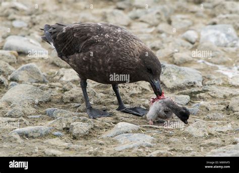 A Brown skua kills and eats an Adelie penguin chick in Antarctica Stock Photo: 177542713 - Alamy