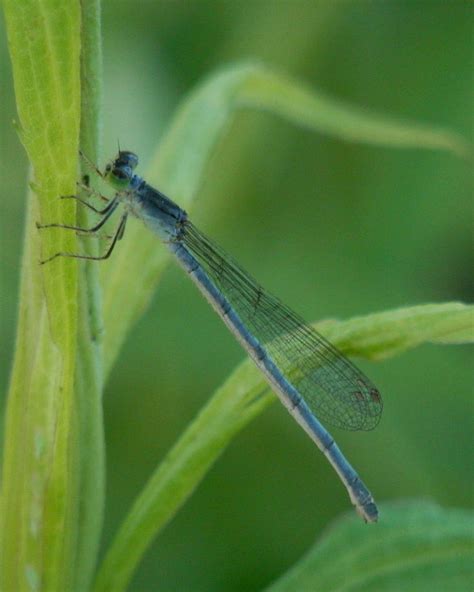 Earth and Space News: Eastern Forktail Damselfly Habitats: Black-Tipped, Blue-Segmented Body