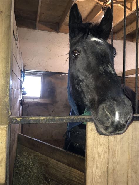 Cody the horse ^_^ : r/Horses