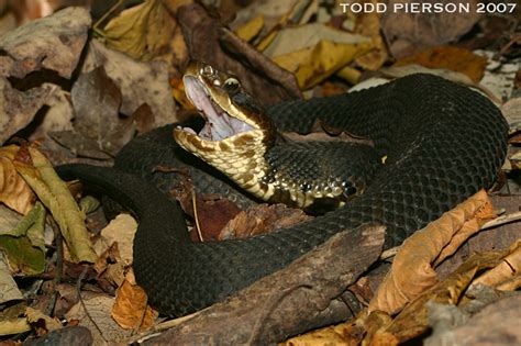 Agkistrodon piscivorus | The Reptile Database