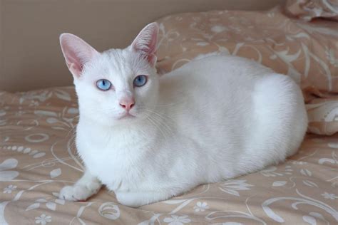 White Cats With Blue Eyes: What’s So Special About Them?