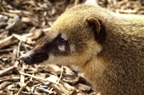 Coati - Description, Habitat, Image, Diet, and Interesting Facts