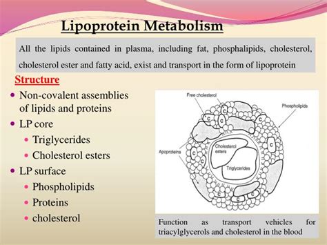 PPT - Lipoprotein Metabolism And Disorders PowerPoint Presentation - ID:3948011