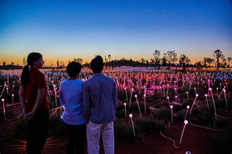 Uluru (Ayers Rock) Field of Light Sunrise Tour 2024