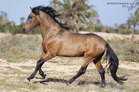 Barb horse stallion - these horses were used to conquer Spain by the Moors, then bred to Iberian ...