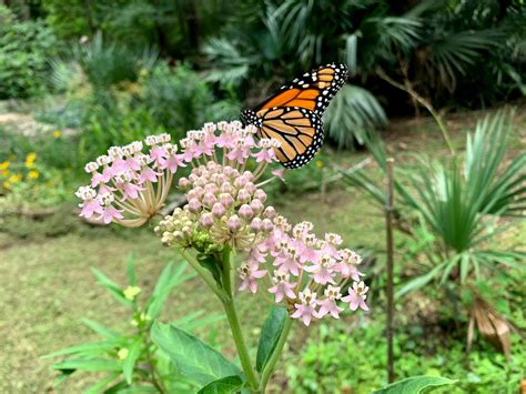 Butterfly dilemma: The problem with tropical milkweed