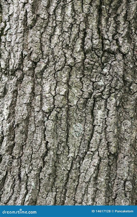 Large oak tree bark stock photo. Image of textured, lichen - 14617128