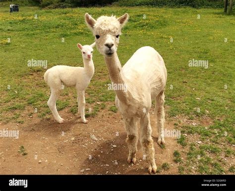 Mother and baby Llama Stock Photo - Alamy