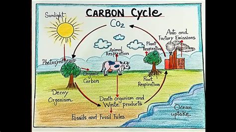 Simple Diagram Of The Carbon Cycle