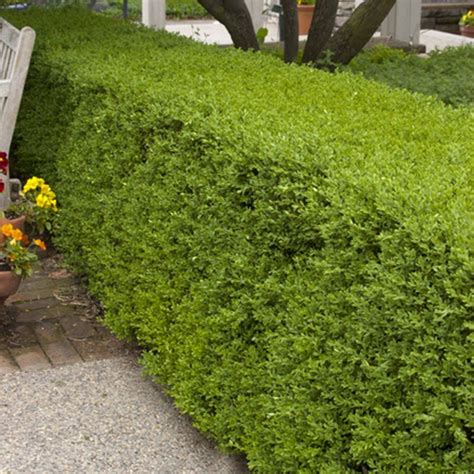 Wintergreen Boxwood Shrubs | PlantAddicts.com