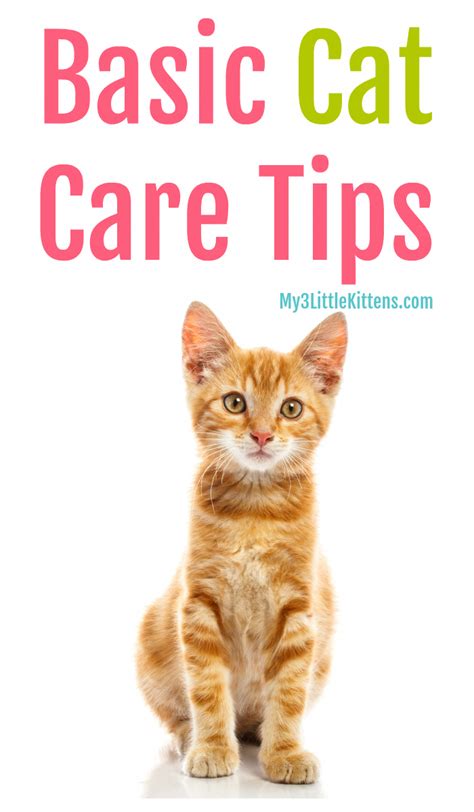 Cat-Care Tips | Cat care, Cat care tips, Kitten care