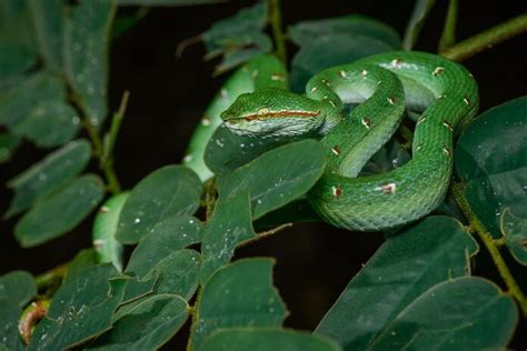 9 Dangerous Venomous Colorful Snakes - WhatDeWhat