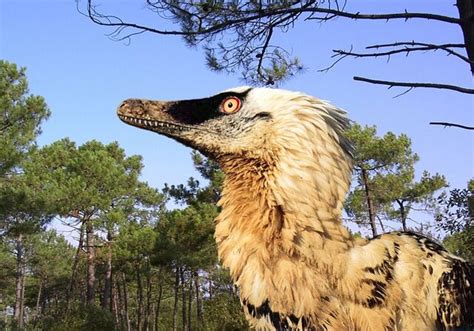 Image - Velociraptor, with feathers.jpg | Dinopedia | FANDOM powered by ...