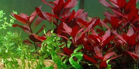 How to Plant Ludwigia Repens | The Aquarium Guide