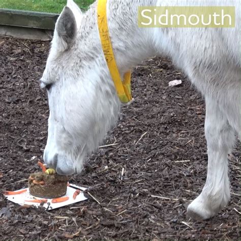 Birthday fun for adoption donkeys | Happy birthday to Ruby, Millie and all of the adoption ...