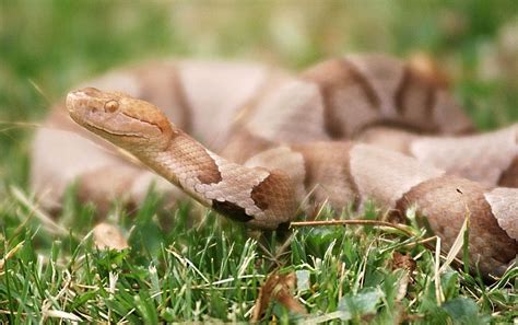 Watch out: It’s copperhead birthing season - The Washington Post