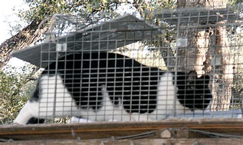 Trap-Neuter-Return is most humane, effective method for managing stray cats | Lavaca County Today