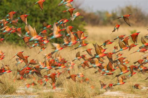 Southern Carmine Bee-Eater Migration - Outdoorphoto Blog