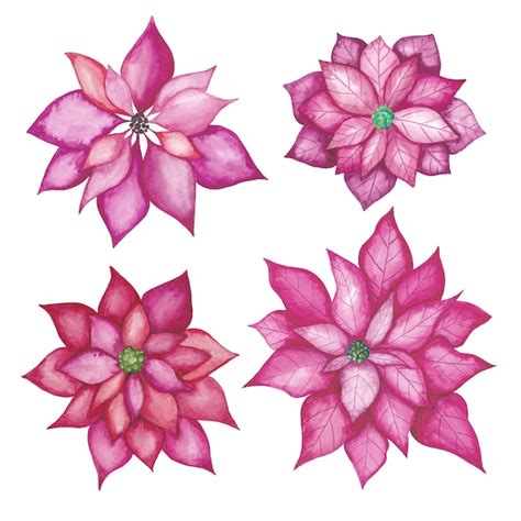 Premium Vector | Watercolor poinsettia flowers set. watercolor red ...