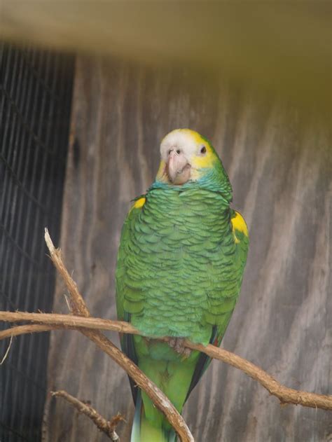 If you love keeping birds, we have a new Aviculture course: http://www.acs.edu.au/courses ...