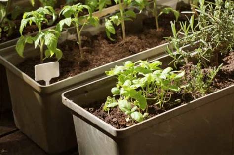 How to Grow Cherry Tomatoes Indoors - An Easy Guide | Indoor Garden Nook