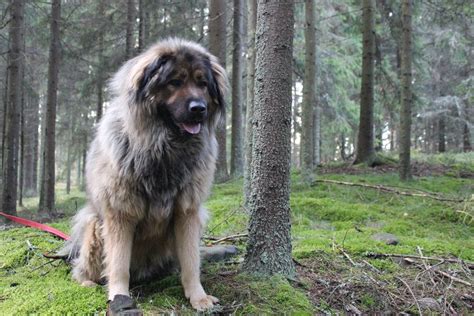 Tibetan mastiff and caucasian ovcharka mix | Tibetan mastiff, Caucasian ...