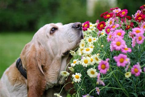 Dog smelling flowers stock image. Image of flowers, dignified - 17281229