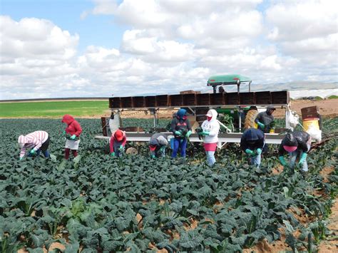 Kale Harvest & Packing - The Produce Nerd