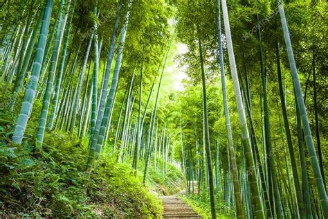 Bamboo forest with sunlight — Stock Photo © 06photo #55053715